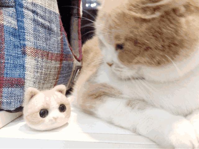 猫咪绝育有什么坏处和好处吗,拉布拉多公犬做绝育的好处和坏处