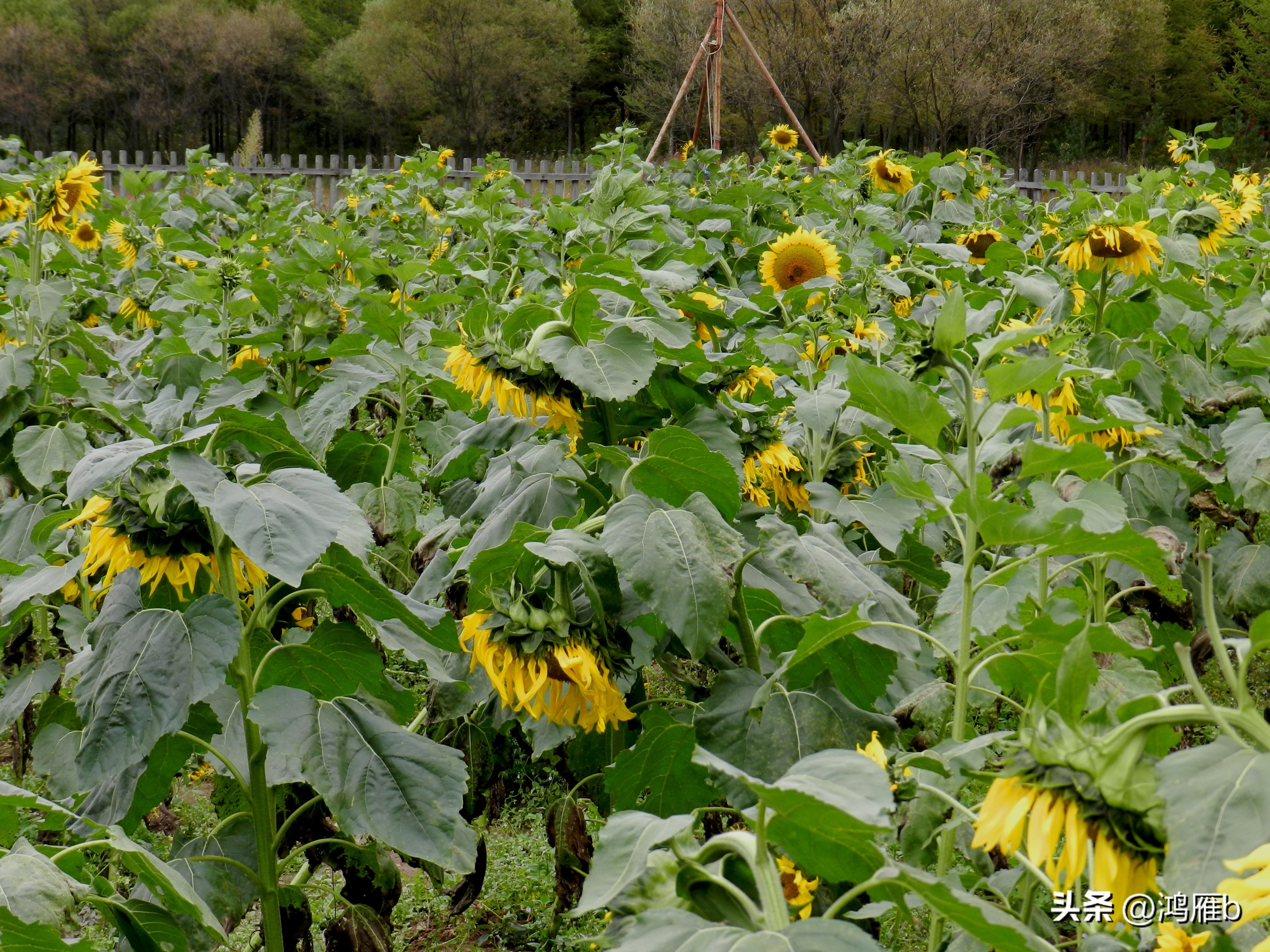 本溪温泉汤沟门票价格,本溪花溪沐枫雪温泉小镇