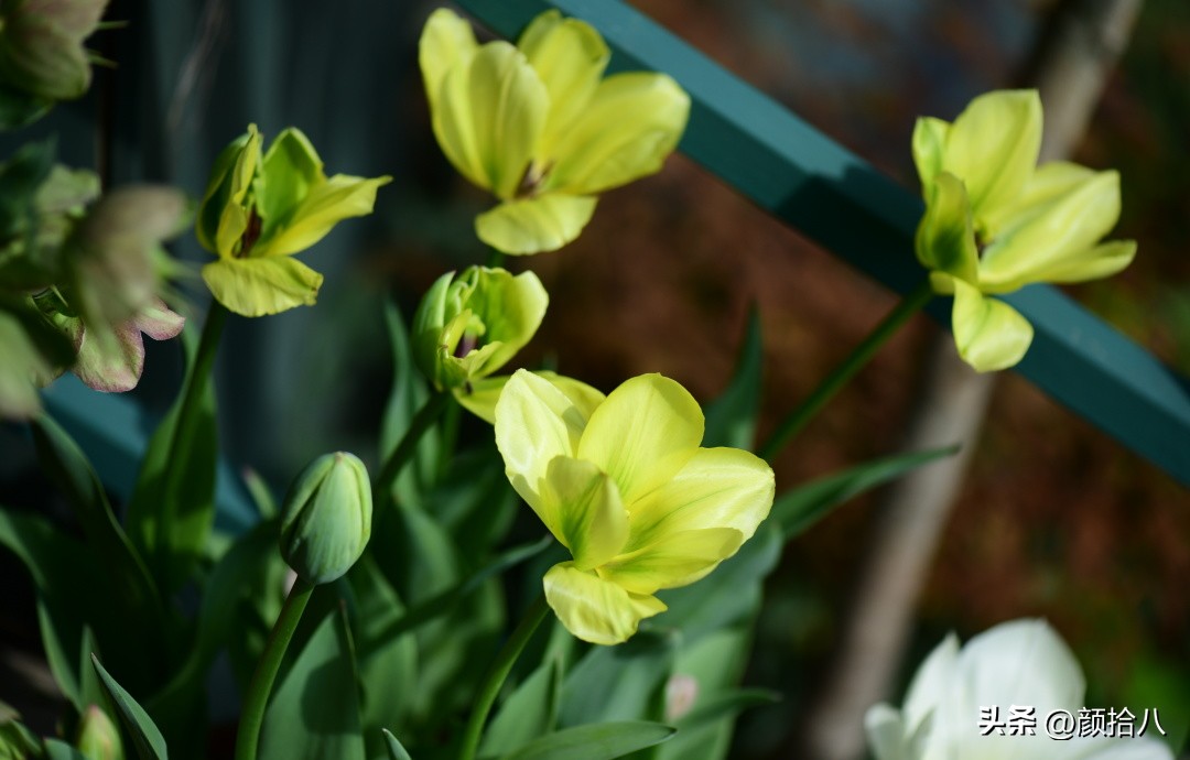 河马花园最耐阴植物,最漂亮的花园里的郁金香