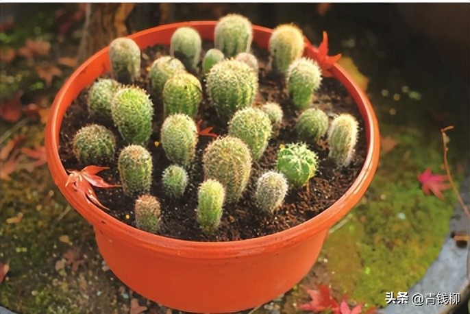 养了10年的彩草仙人球,彩草仙人球的养殖方法和注意事项