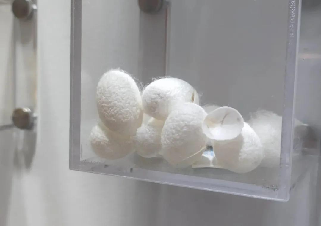 中国丝绸博物馆和中国之江博物馆,博物馆中国的服装