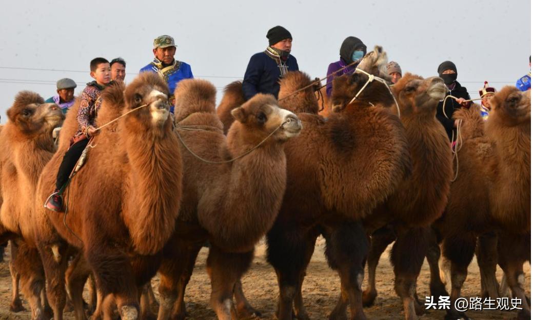 骆驼是中国以前原有的动物吗,骆驼来自于哪个国家