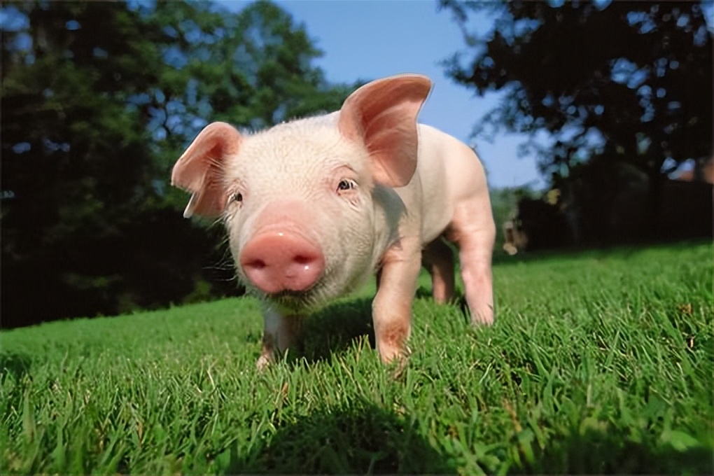 育肥猪夏季干咳怎么治疗,育肥猪咳嗽反复怎么回事