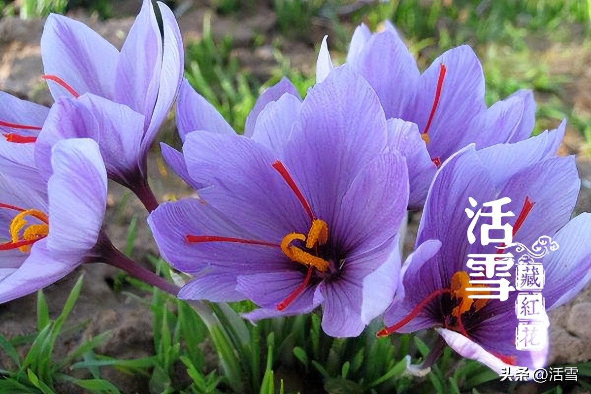 活雪：藏红花的五大真相，可能和你印象中的不一样