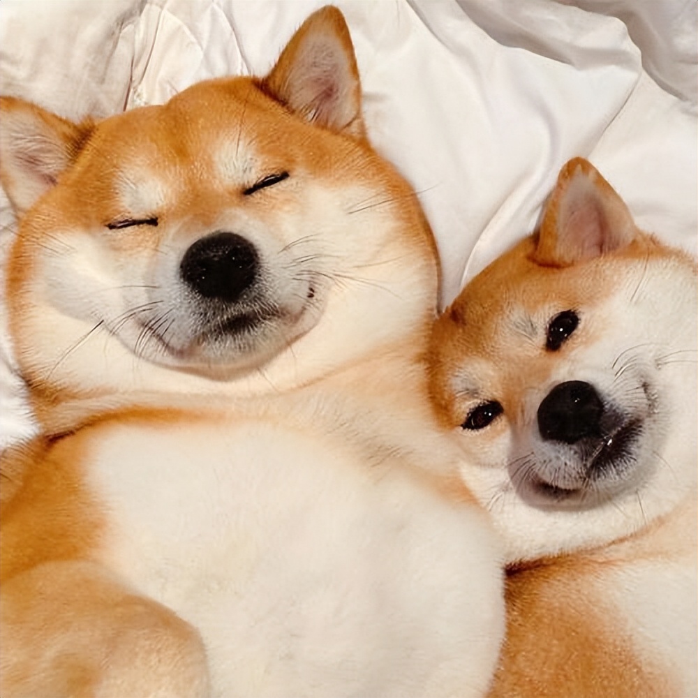 狗狗奇葩的几种交配方式,真的让人大开眼界