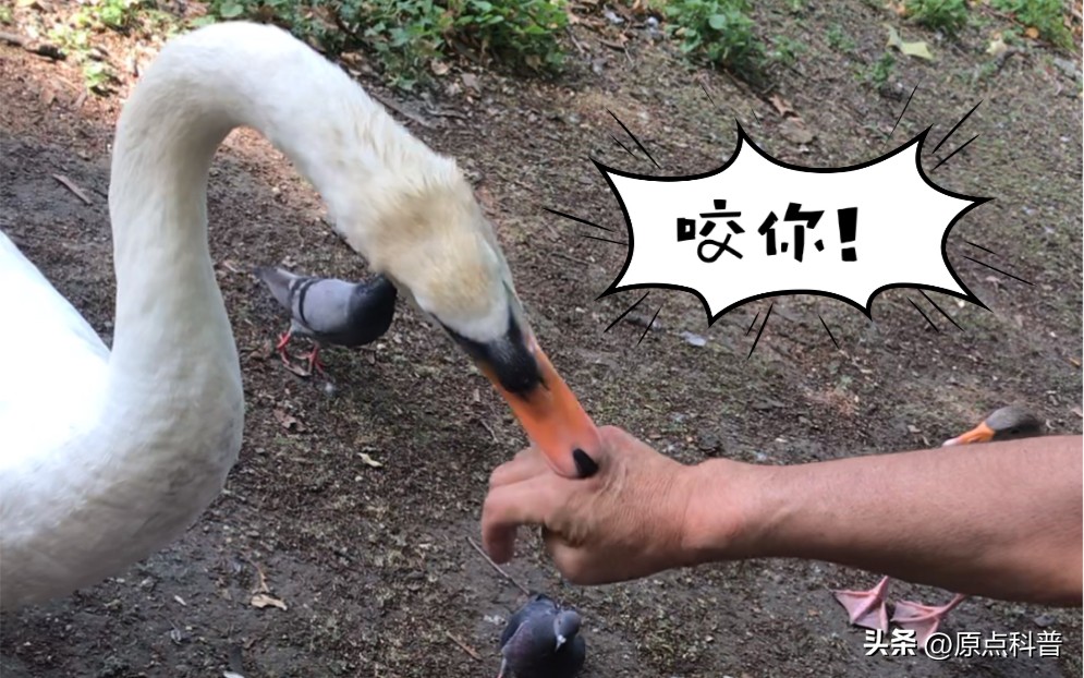 中国十禁名菜,十道禁忌名菜