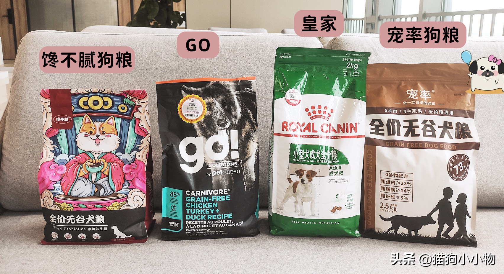 怎么挑选一只凶猛又护主人的狗,怎样挑选一只聪明又听话的狗