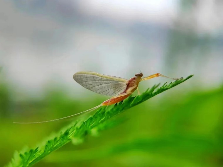 手机摄影作品欣赏夏荷之韵,夏荷摄影效果怎么样