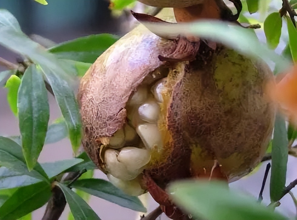 石榴苗怎么挑选,石榴会四季开花吗