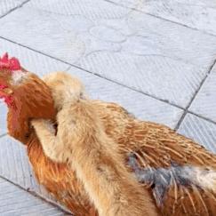 黄鼠狼会记仇是封建迷信吗,黄鼠狼白天有什么征兆