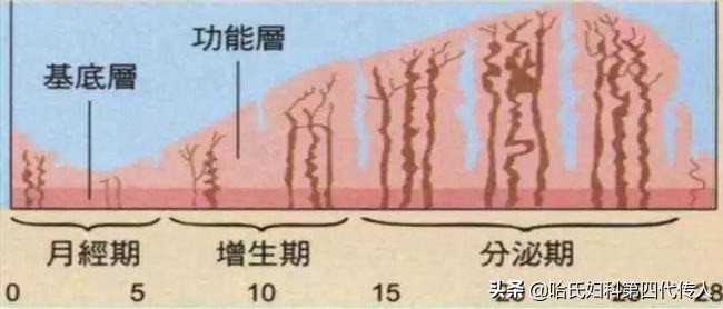 多囊女性内膜薄，月经量少怎么办？