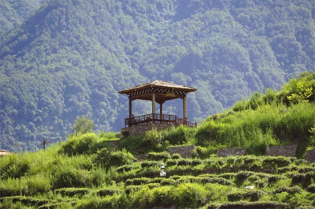 茶马古道滇茶古韵,茶马古道普洱烟茶