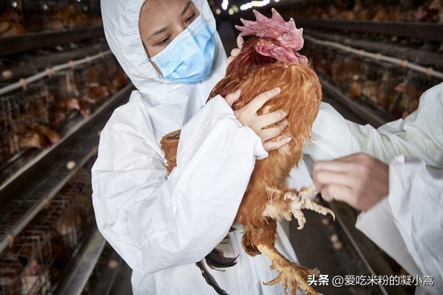 招聘爆满！月薪4万，非洲养鸡你去不去？