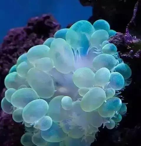 分享海的照片,奇异的海底世界200字