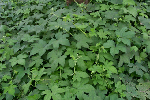 春天花园施什么肥,春天花园除虫