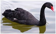 鸟类在分类学中统称为什么,鸟纲分类总表