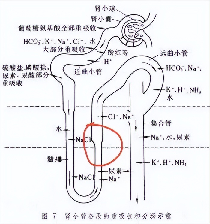 4类利尿药的作用机制,各种利尿剂的不同作用机制
