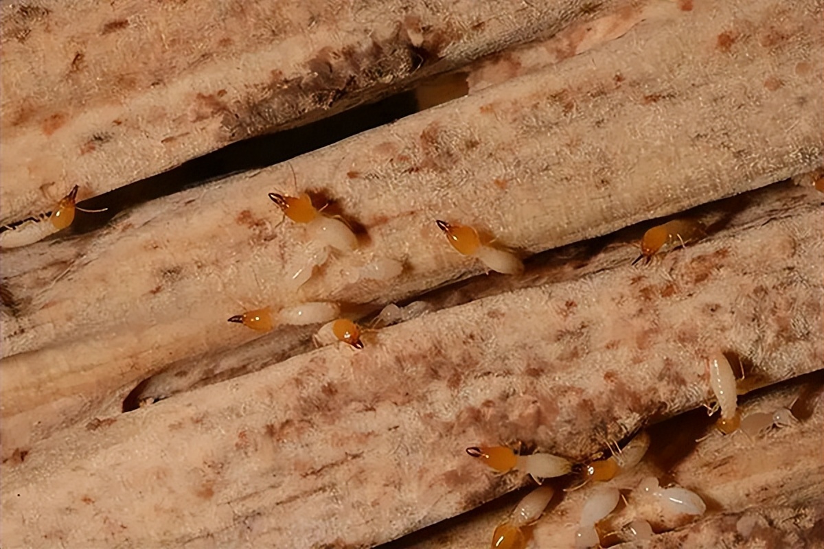 白蚁是什么样如何防治,白蚁防治白蚁是怎么进入室内的