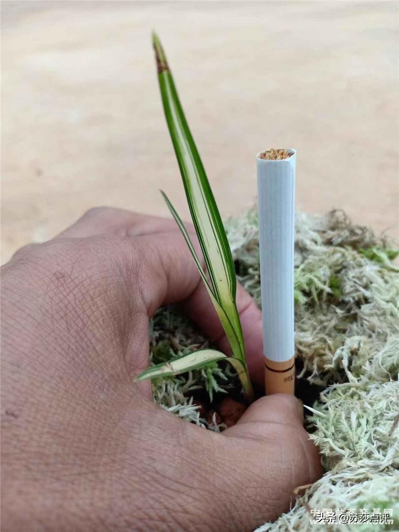 农妇掐走两株花茎，赔8万罚5千判3缓4，兰花有多名贵？