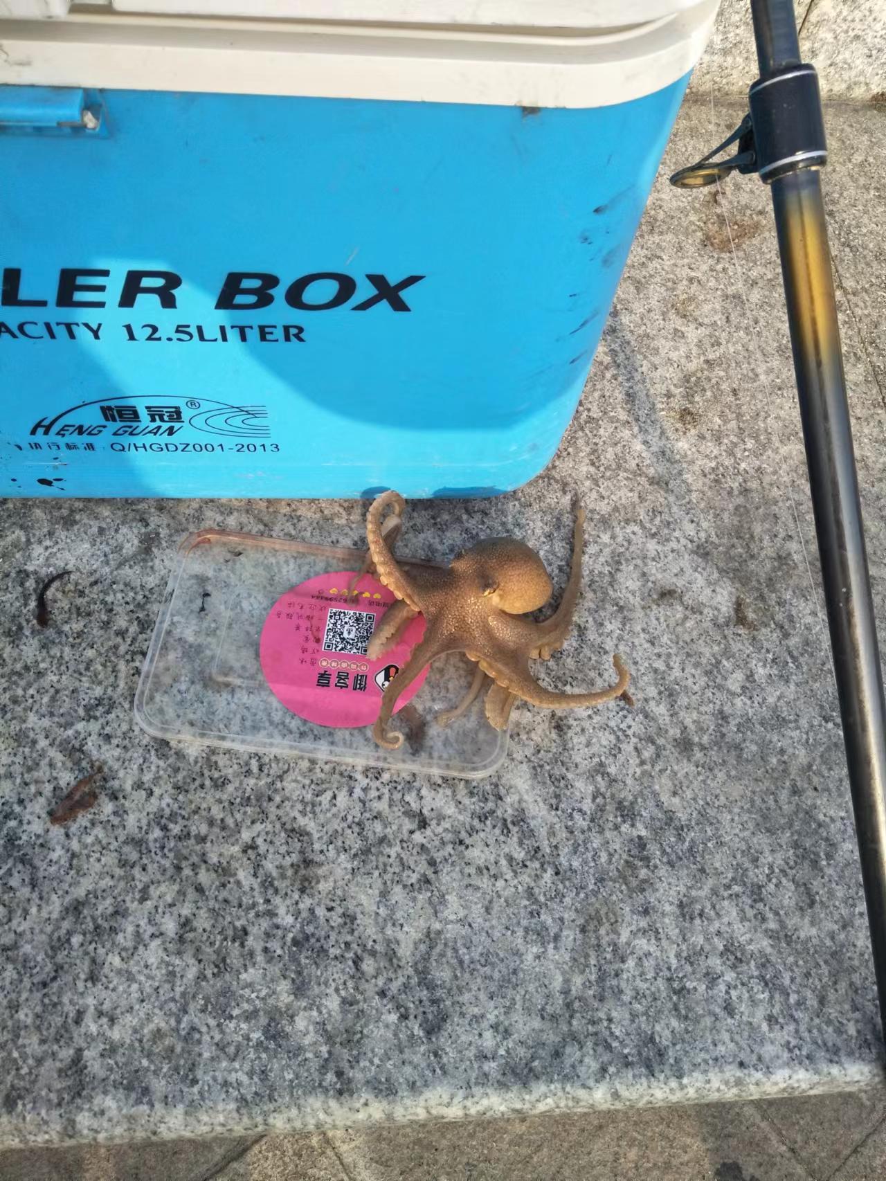 海鲈是哪种钓法,海钓常见海洋鱼类识别方法