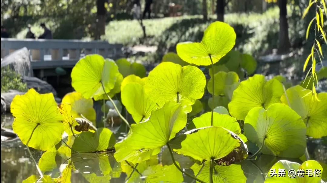 iphone1200万像素单摄,iphone为啥一直1200万像素