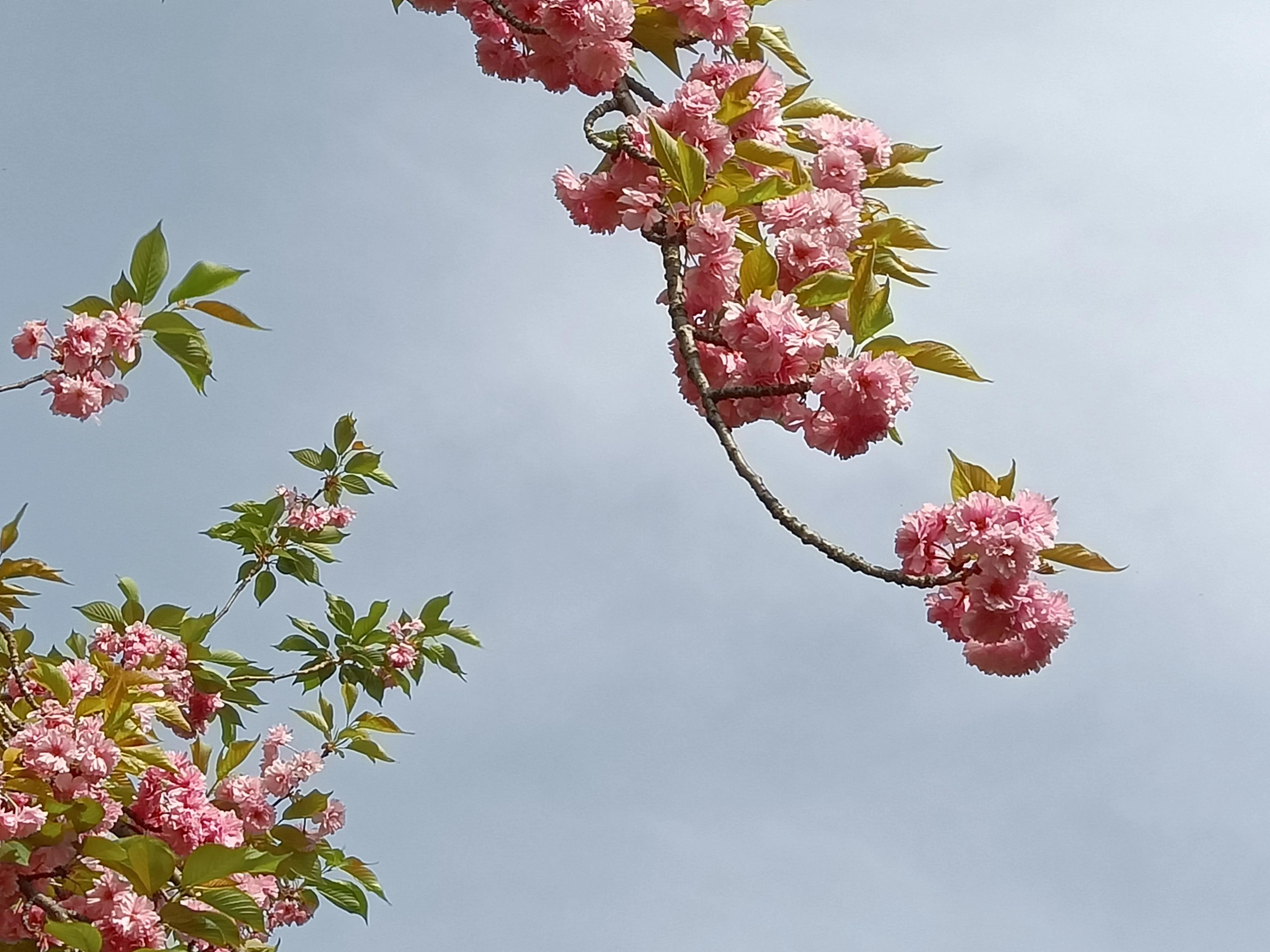 落英缤纷文章,有感于的意思