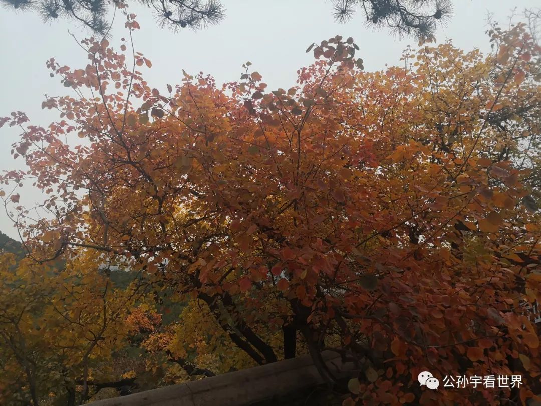 北京的香山上,北京的香山海拔多少米