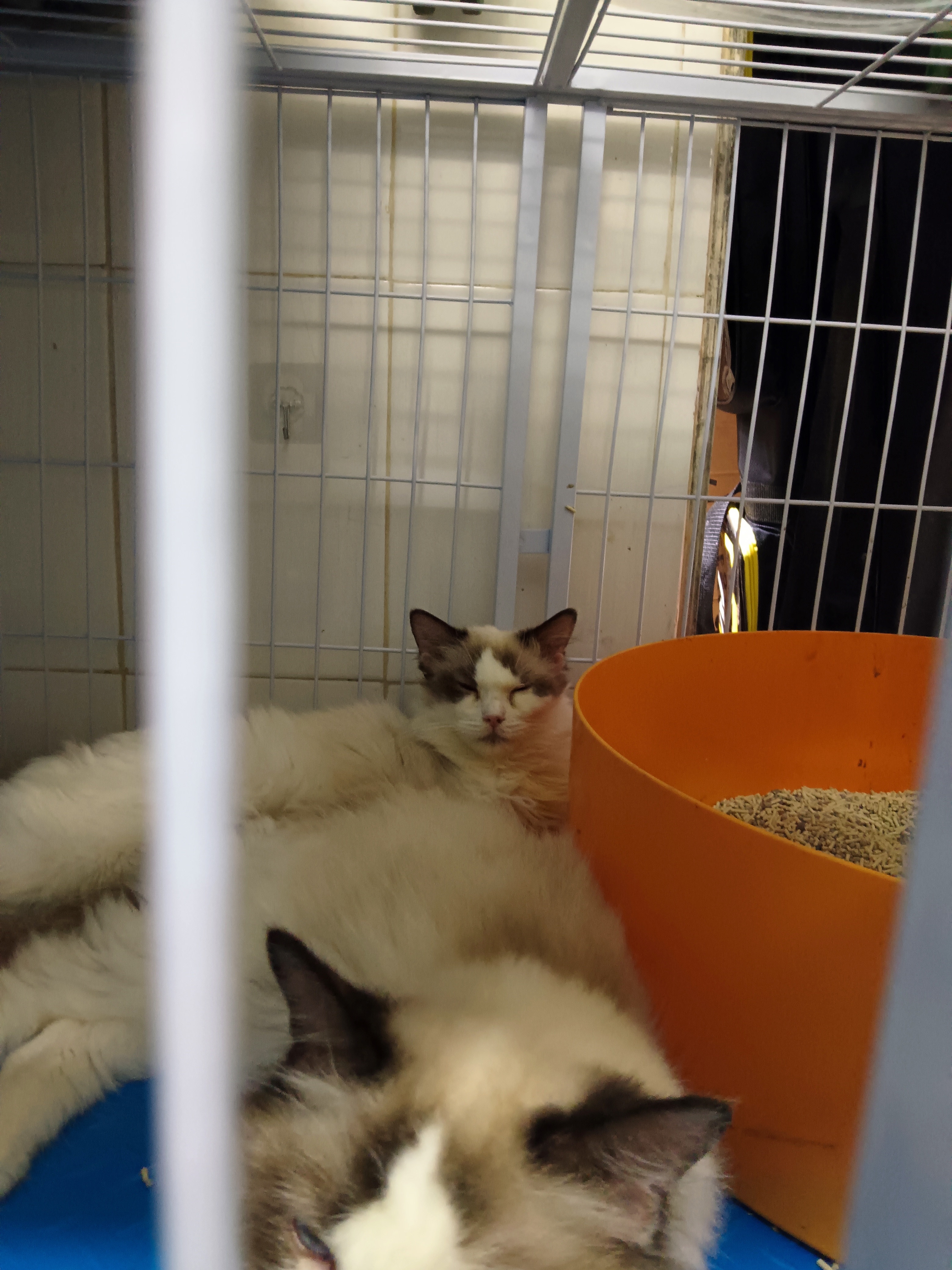 从别人家里买的猫应该注意什么,买的猫咪太调皮了可以退嘛