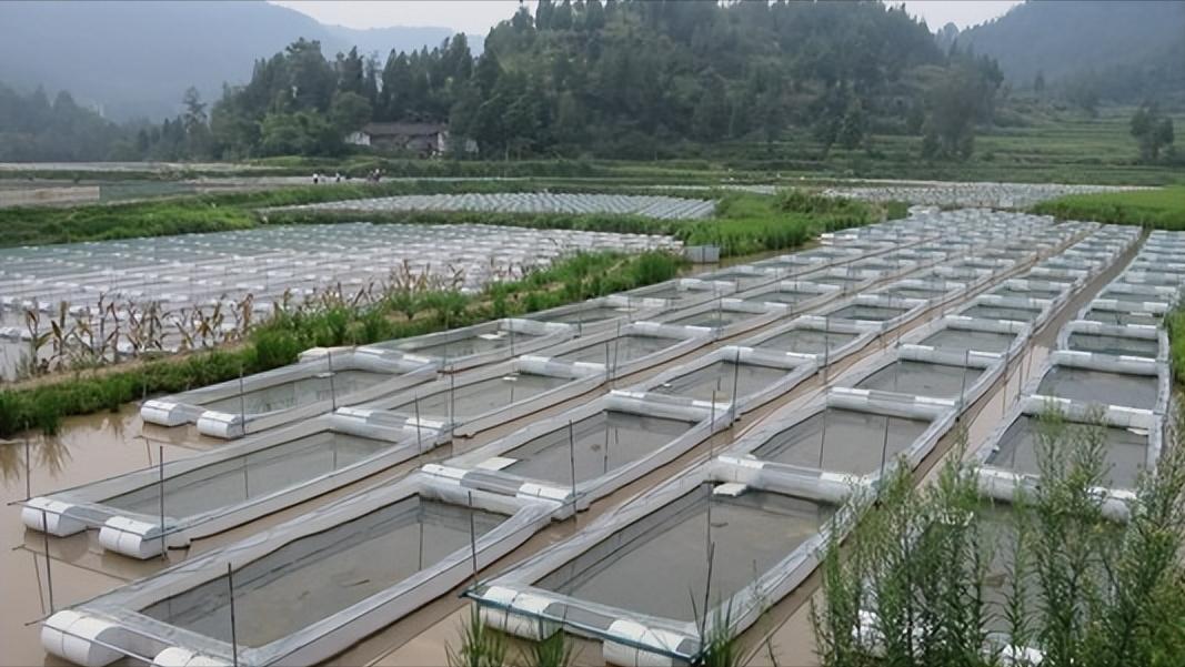 水蛭龙虾自繁自养,自繁自养水蛭