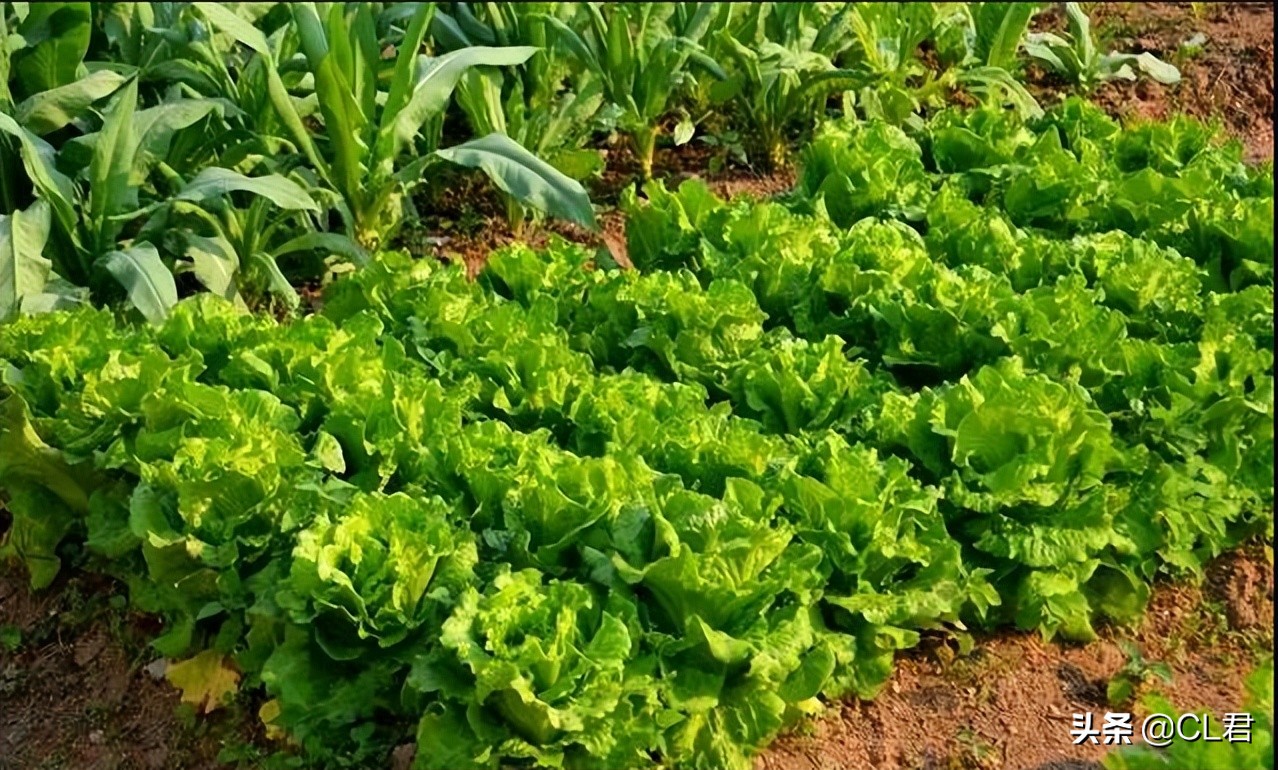菜青虫的危害症状及防治方法,种菜有青虫用什么药