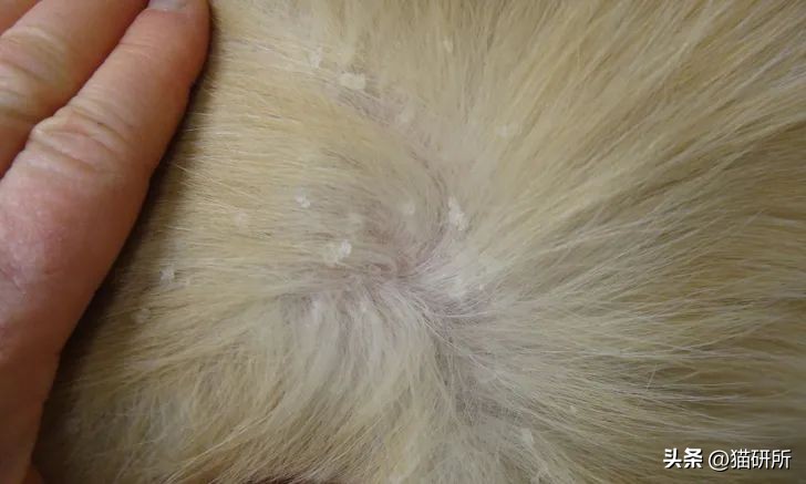 猫咪有皮屑是怎么回事,猫咪有轻微皮屑怎么回事