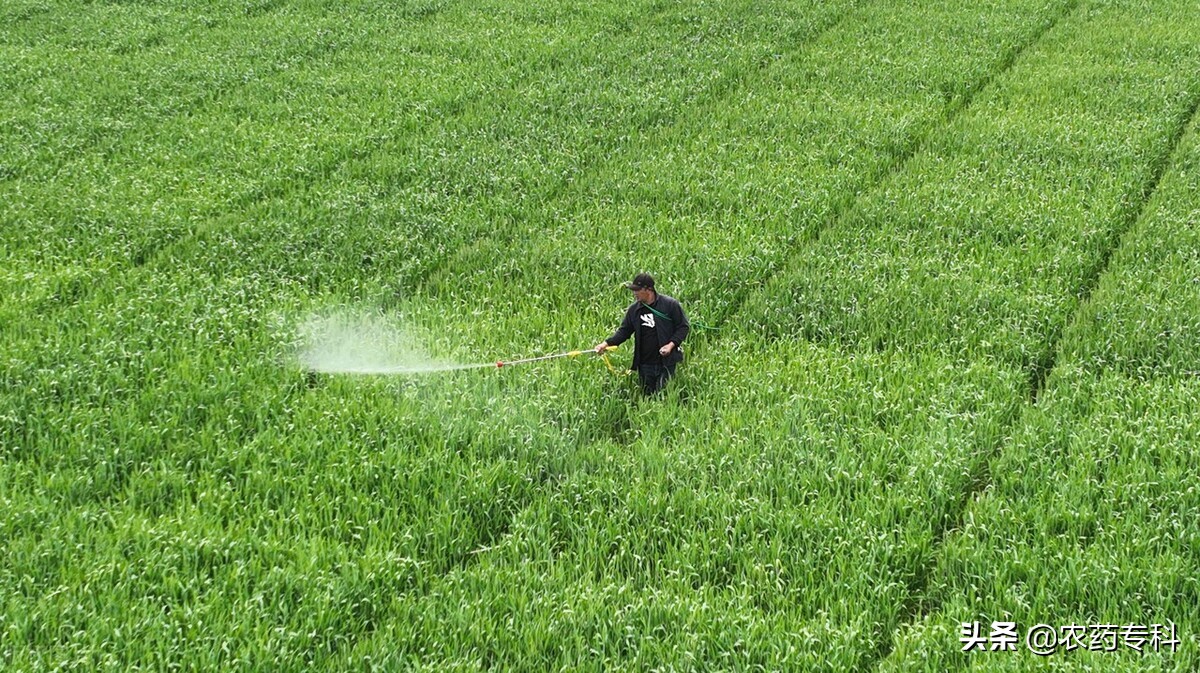 小麦锈病从发病到减产要多少时间,小麦已经得了锈病怎样治