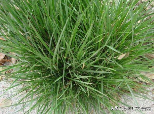 草坪园林景观设计,园林景观和草坪景观区别