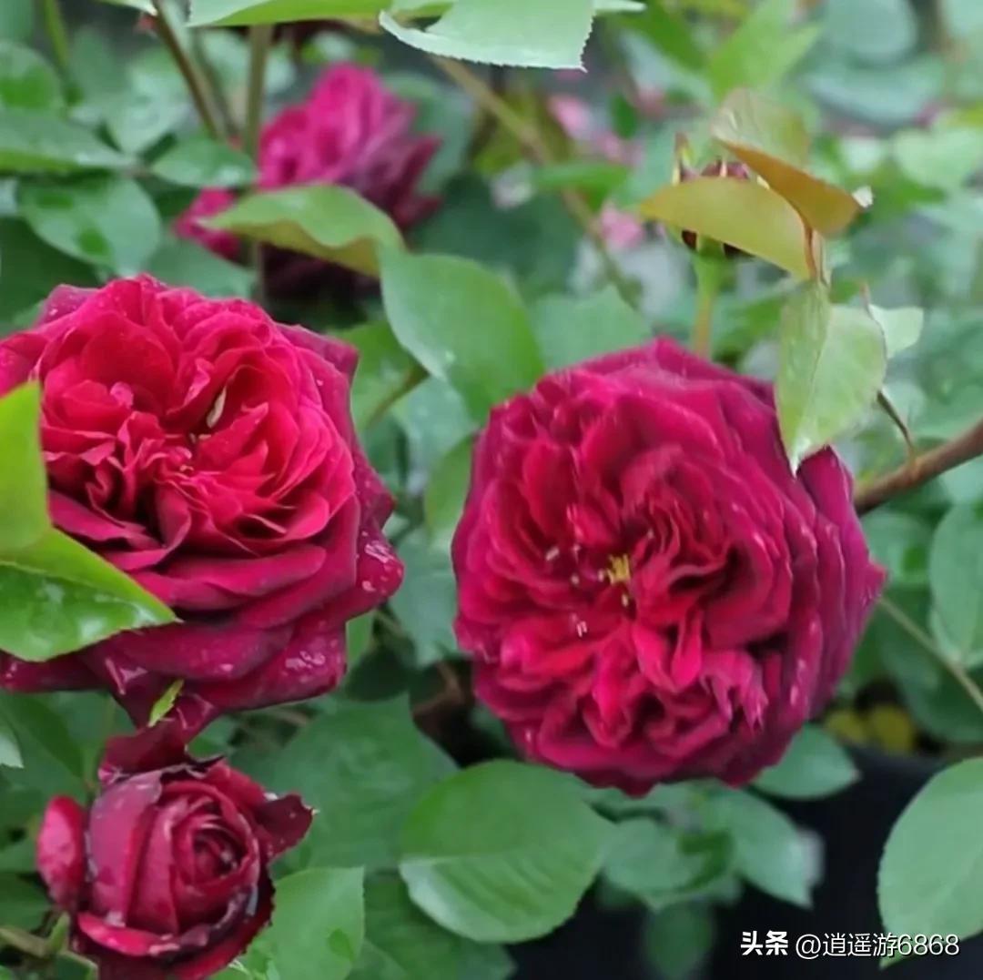 月季花美图,皇宫月季花花苞不密集