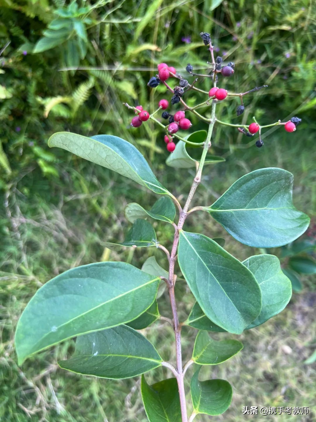 「生物专栏」珊瑚树