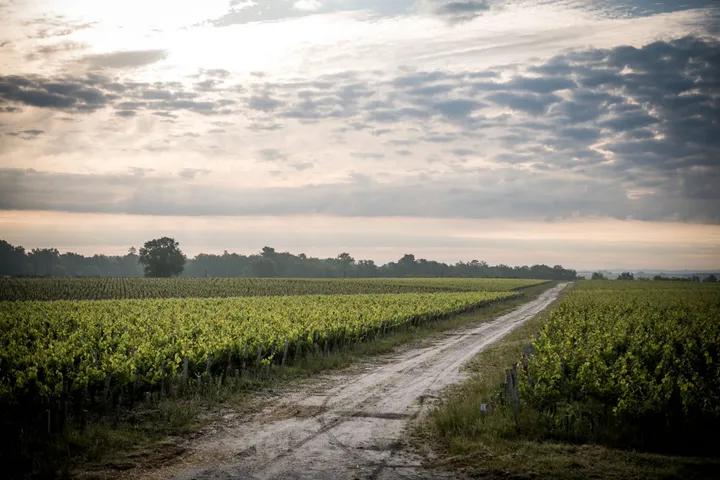 白马酒2008评分,2010白马红酒评分