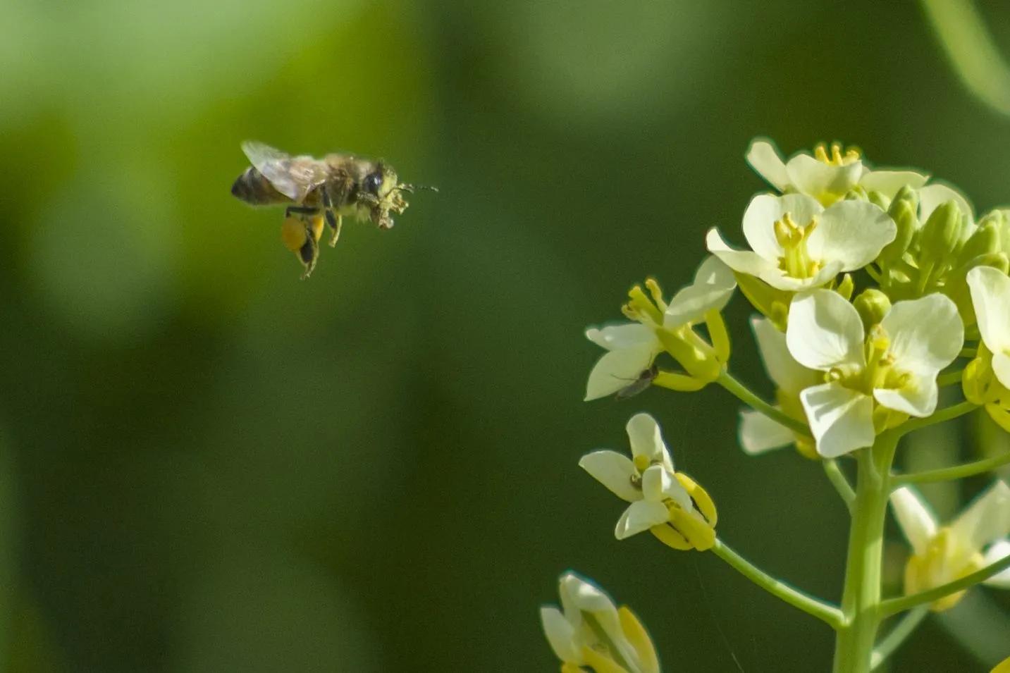 盛开在夏日里的那些花儿,冬天里那些盛开的花儿