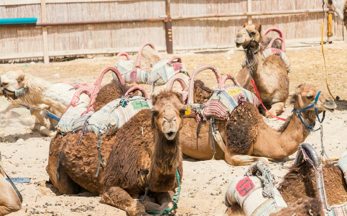 古代历史中的以色列,古代以色列鼎盛时期