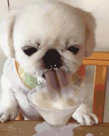 狗狗必备的3种食物,这些食物对于狗狗来说是人间美味