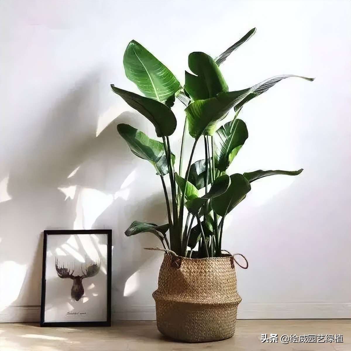 新房装修完买什么绿植比较好,装修好房子放什么绿植除甲醛好