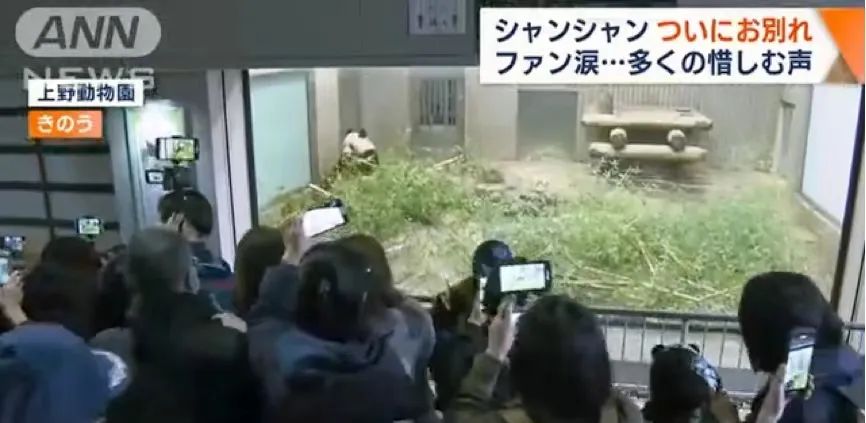 秒出100万！认养丫丫们背后，他们竟是最大赢家？