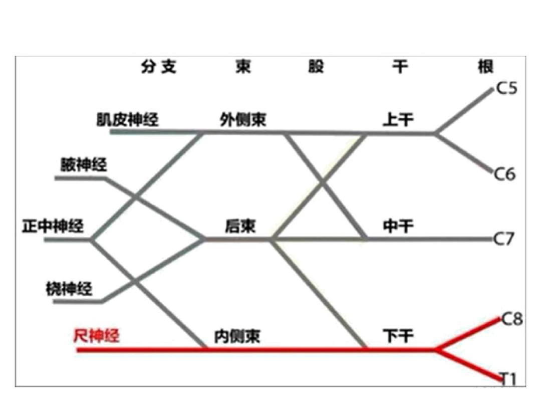 超声引导下臂丛神经阻滞,PPT课件