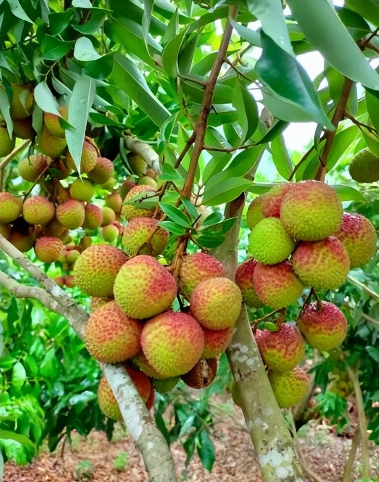 妃子笑荔枝卖出白菜价,荔枝妃子笑了果农哭了原因很戳心