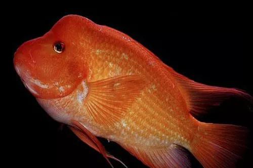 严禁从什么地方购买放流水生生物,哪些鱼类禁止放流