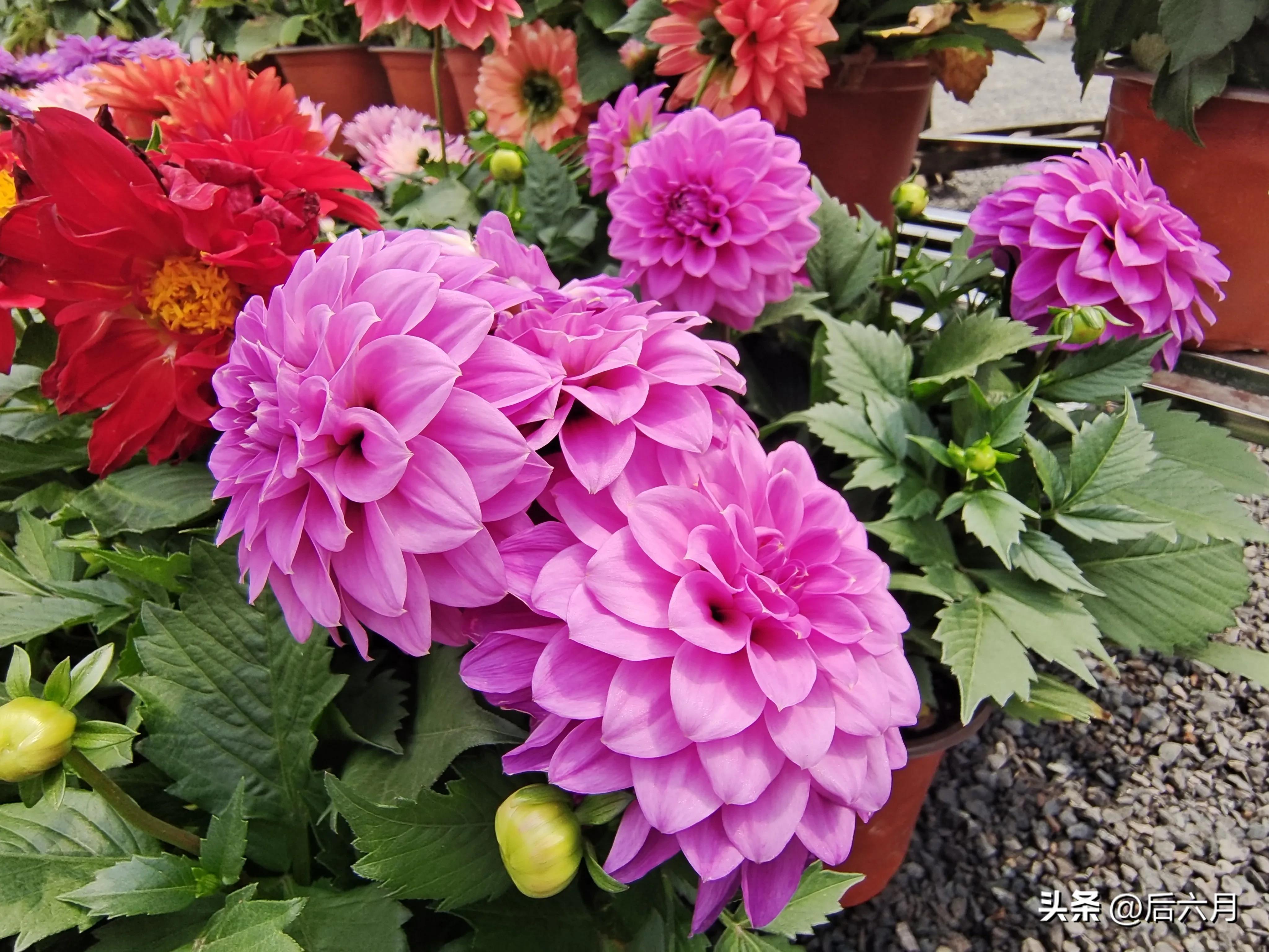 途游西海岸l无比方花园，杨家山里新添网红打卡地