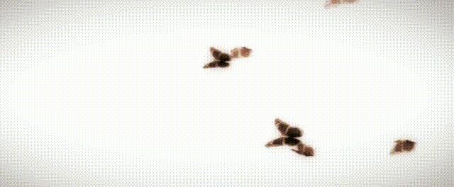 高质量有声广播剧,abo血型校园广播剧推荐