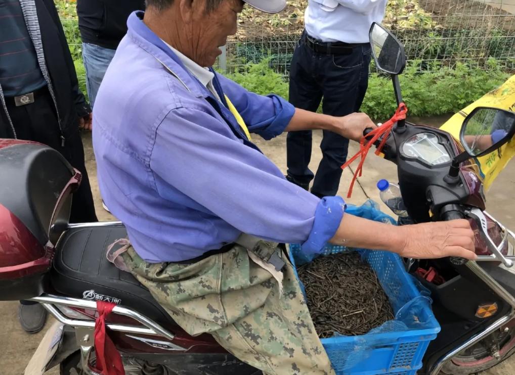 电蚯蚓为什么犯法,电蚯蚓月入过万