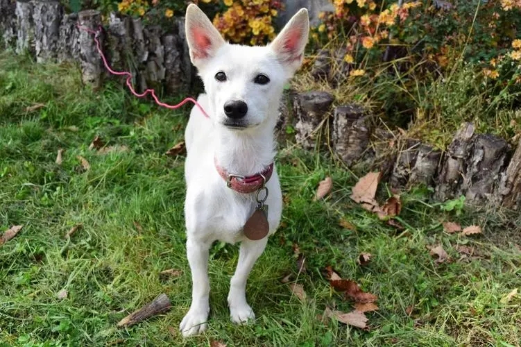 狗狗长肿瘤会有什么表现,如果狗狗有肿瘤会有什么样的现状