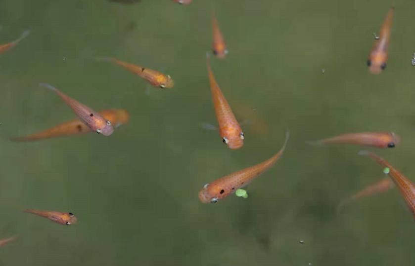 养殖热带鱼需要些什么药,养殖热带鱼需要多少钱