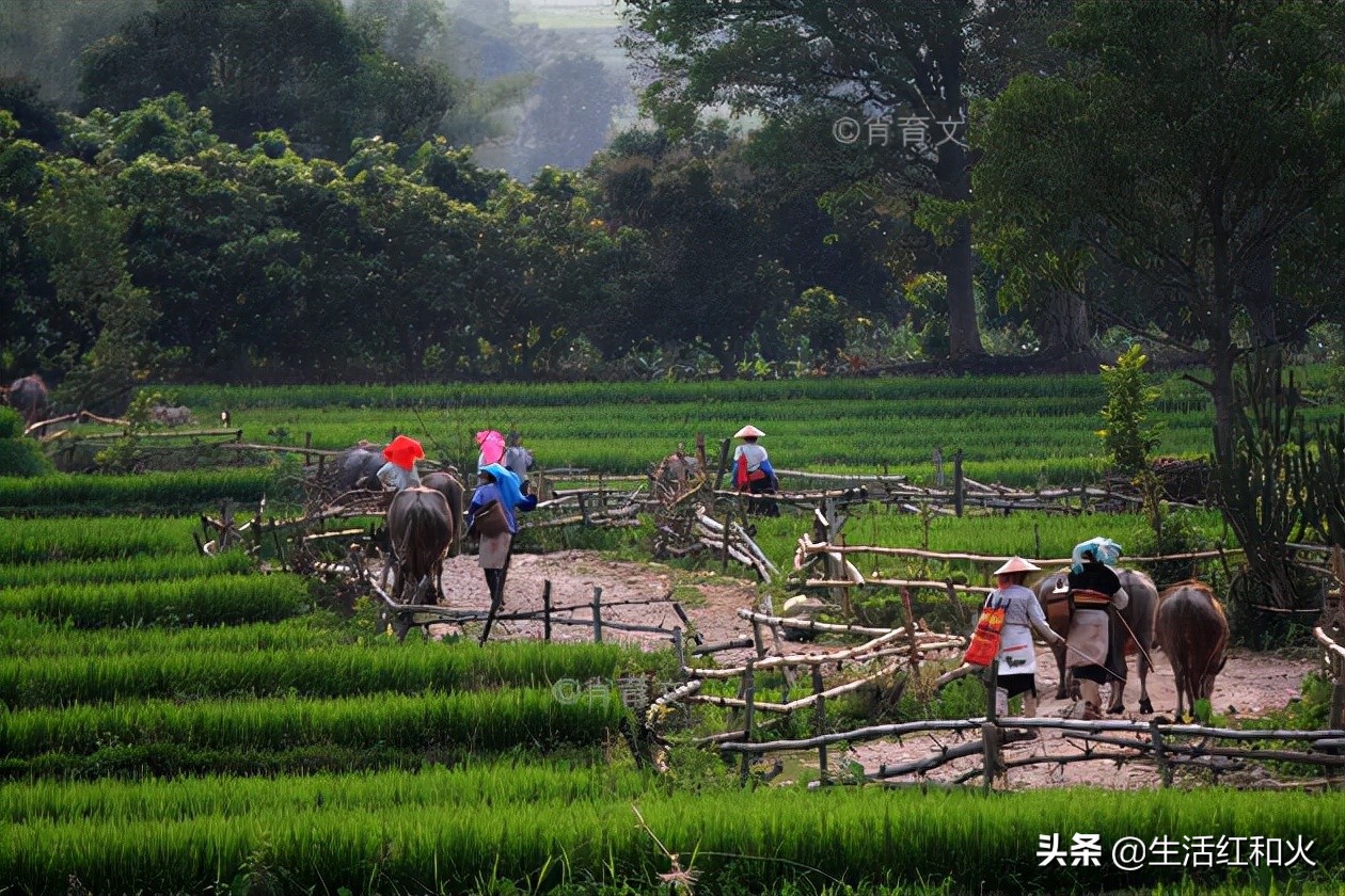 走在乡间的小路上三角梅很漂亮,走在乡间的小路上德宏傣族五重唱